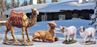 Additional Animal Set for Real Life Outdoor Nativity Yard Stake Set