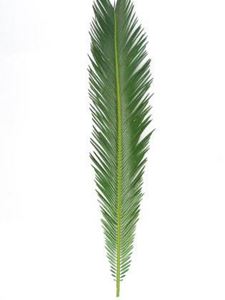 Extra Long Sago Leaf Palm 