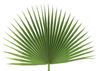 Fan Leaf Palm